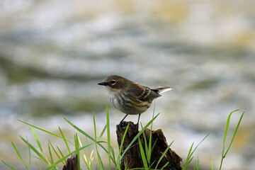 A Little Bird by the Water