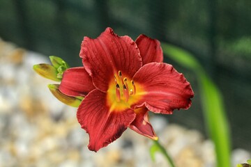 Obraz premium Macro photo of daylily - Hemerocallis 'Pardon Me'
