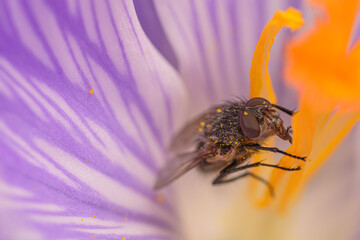 Fly  in a crocus blossom