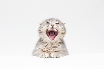 The gray cat looks up, mewing and having widely opened a mouth. Horizontal shot, white background, close up