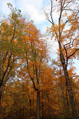 All the Colors of Fall