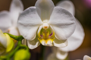 Naklejka na ściany i meble Close up macro view of white orchid flower. Beautiful backgrounds. 