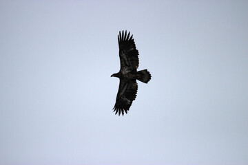 Mature and Juvenile Bald Eagles