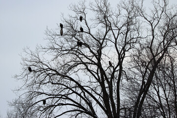 Mature and Juvenile Bald Eagles
