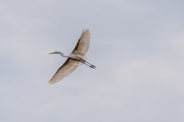 white heron in flight in winter near the Rhone River