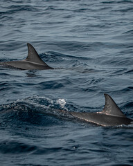Fototapeta premium Delphino