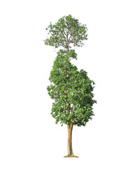 Fototapeta na wymiar green tree isolated on white background.