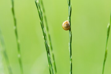 Eine kleine Schnecke an einem grünen Grashalm im Sommer vor grünem Hintergrund