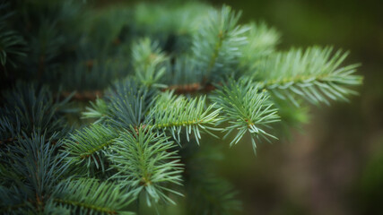 Selective focus. Macro. Soft and fluffy spruce branches.