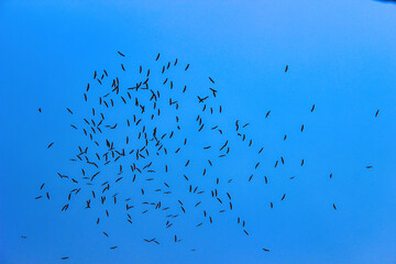 a group of flying yellow billed storks in the sky - Turkey İzmit