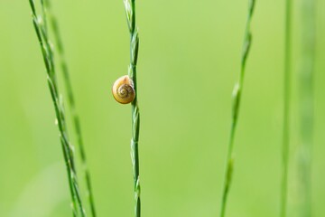 Eine kleine Schnecke an einem grünen Grashalm im Sommer vor grünem Hintergrund