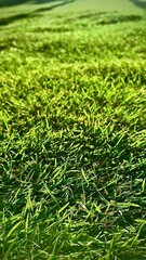 green grass background