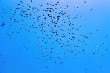 a group of flying yellow billed storks in the sky - Turkey İzmit
