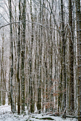 Fototapeta premium Wald Winterlandschaft
