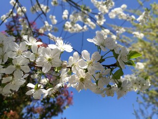 Kirschbaumblüten Frühling