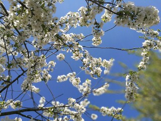 weiße Kischbaumblüten