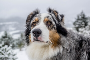 berger australien sous la neige
