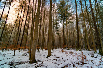 Wald Winterlandschaft
