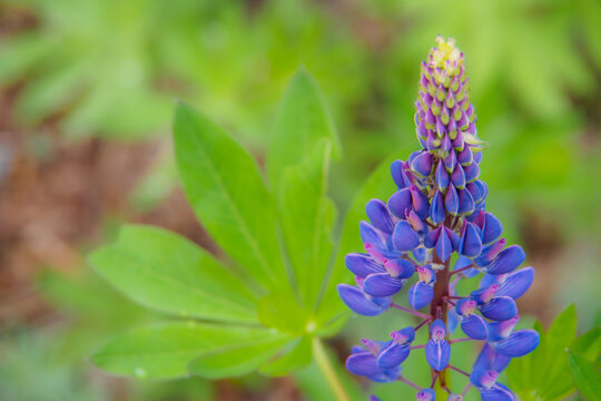 Close up of a purple lupin flower