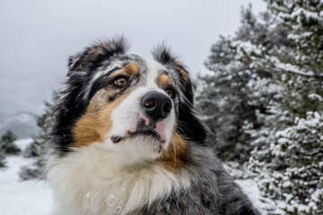 berger australien sous la neige