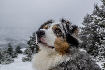 berger australien sous la neige