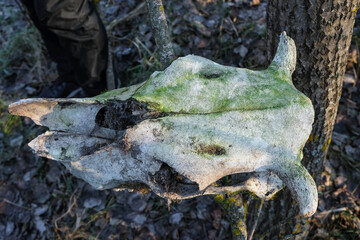 Cow skull with horns. Skull eye hole. The head of a dead animal in the forest.  Design concept