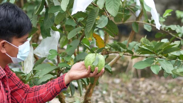 An Indonesian young man harvesting Psidium guajava.   Farmer man harvesting Psidium guajava in a farm.