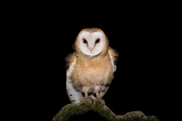 Barn owl in the night (Tyto alba guttata)