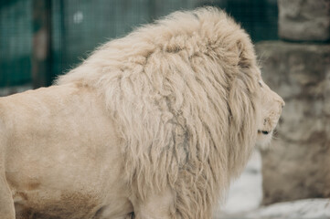 Naklejka premium headshot of African male lion a king of animals