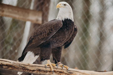 The Bald Eagle, Haliaeetus leucocephalus