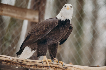 The Bald Eagle, Haliaeetus leucocephalus