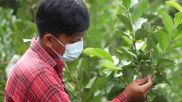 An Indonesian young man using digital tablet and examining psidium guajava. An Indonesian young farmer standing in psidium guajava garden with tablet. Farmer examining psidium guajava tree status.