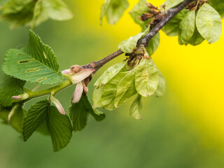 Bergulme (Ulmus glabra) mit noch unreifen Samen an einen einen kleinen Ast. 
