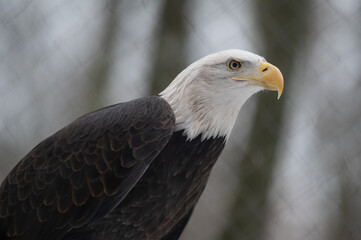 The Bald Eagle, Haliaeetus leucocephalus