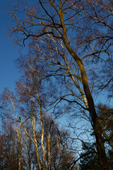 Zimowe drzewa w Parku Kościuszki na tle niebeiskiego nieba