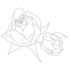 Contour of two unblown rosebuds. Beautiful rose. Vector graphics, line art, single line designs. Silhouette of black and white flower arrangement. Design element for romantic illustrations, coloring.