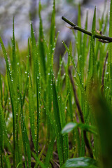 natural background, grass with dew drops closeup