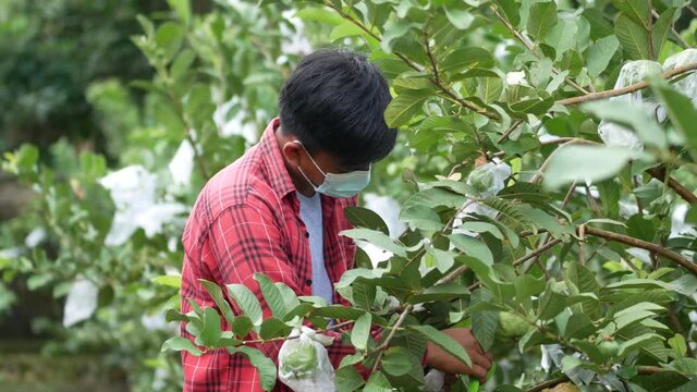 An Indonesian young man harvesting Psidium guajava.   Farmer man harvesting Psidium guajava in a farm.