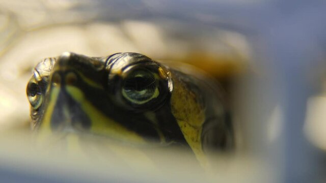 Turtle Yellow belly slider inside a 60 gallon aquarium. Super closeup macro shot of a turtle head while he is basking.