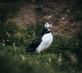 Puffin Fratercula arctica with beek full of eels and herring fish on its way to nesting burrow in breeding colony