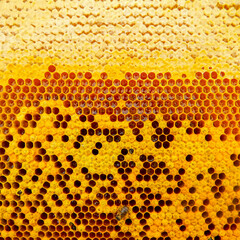 Bee frame with honey, sealed bees, sealed honey