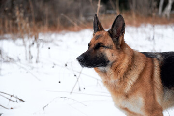 Winter portrait of large purebred dog, horizontal banner. Beautiful portrait of black and red German Shepherd on background of white snow and forest. Sheepdog closed its eyes in pleasure.