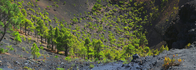 Vulkankrater San Antonio mit Kiefernbäume, Insel La Palma, Kanaren, Spanien, Europa, Panorama © Aggi Schmid