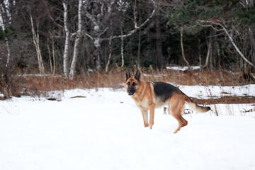 Portrait of beautiful Shepherd dog. German Shepherd stands beautifully in pure white snow in winter against background of forest. Charming purebred dog on walk in winter snow covered park.