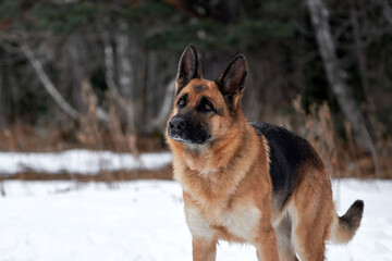 Charming purebred dog on walk in winter snow covered park. Portrait of beautiful Shepherd dog. German Shepherd stands beautifully in pure white snow in winter against background of forest.