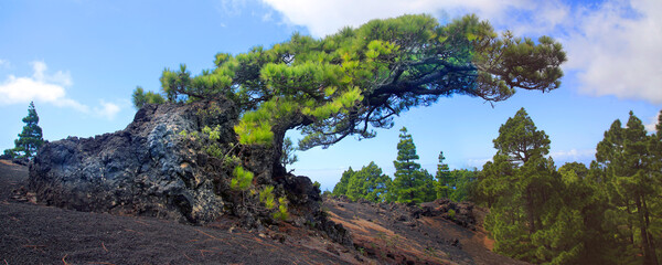 Kanarenkiefer im Naturpark, Sturmkiefer, Insel La Palma, Kanaren, Spanien, Europa, Panorama