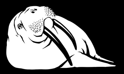 black and white linear paint draw walrus illustration art © Turaev