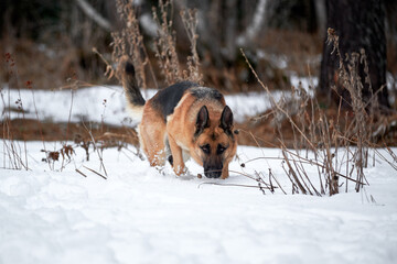 Charming purebred dog walks through snowdrifts and breathes fresh air in park. German Shepherd black and red color on walk in winter snow covered forest.