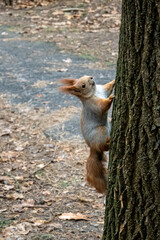 squirrel