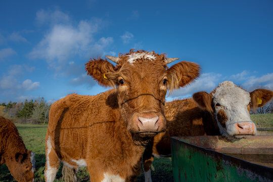 A closeup picture of a brown cow looking at the camera. Picture from Vomb, Scania county, Sweden